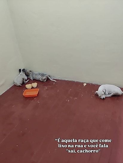 Maria Flor com seus irmãos de ninhada. Todos os filhotes foram adotados. 