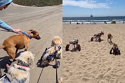 “Rodinhas na areia, alegria sem limites”: Cães com limitações mostram que a felicidade está na vontade de viver.