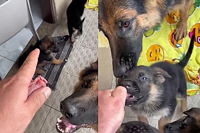 Tina sempre dá um jeito de dar sua comida para seus filhotes