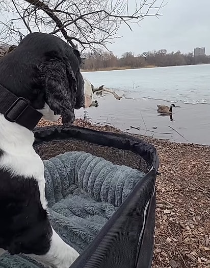 Maddie faz o possível para tornar a rotina do cão mais confortável.