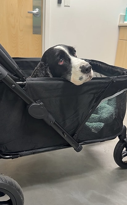 Rudder, o cão, está se recuperando de uma cirurgia.