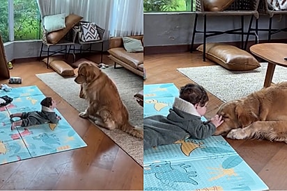Por um instante, ao se afastar do bebê para pegar água, pai flagra a cena mais doce entre filho e golden retriever.
