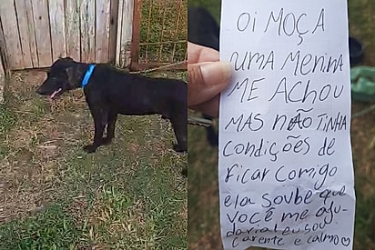 Sou carente e calminho: Cachorrinho é deixado na porta de residência com uma carta de partir o coração