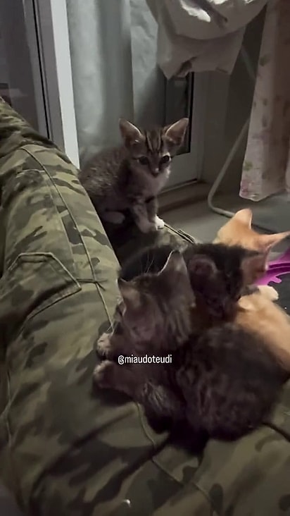 Os filhotes estavam reunidos no colo dela.