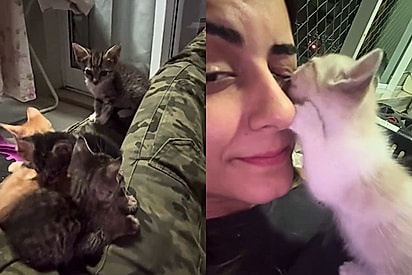 Silêncio, eu estou na minha gatoterapia: Filhotinhos se esforçam para dar tratamento de rainha para a moça que os salvou
