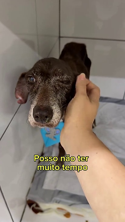 Tonico precisa de um lar para se recuperar.