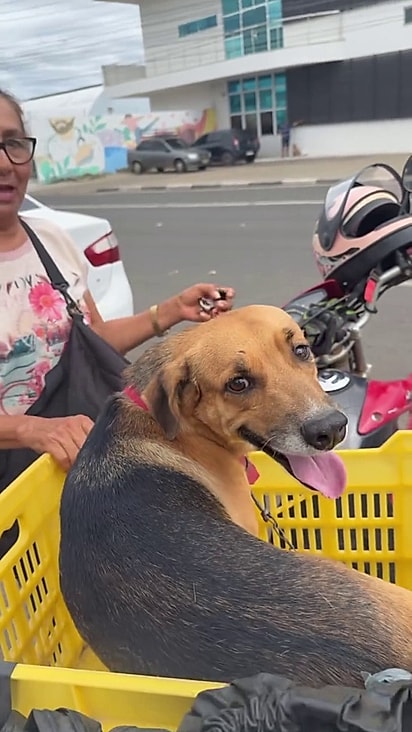 O cão se comportou durante o trajeto.