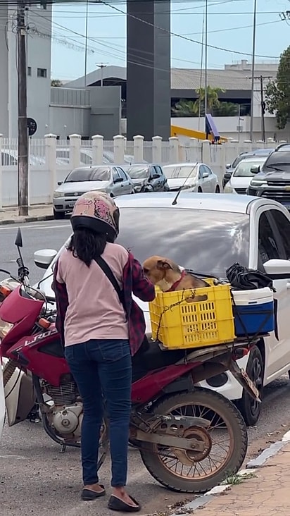 A tutora precisava castrar o pet.