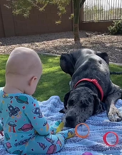 Cadela Daphne e bebê Noah.