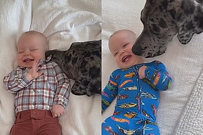 Cadela gigante cria a melhor brincadeira para alegrar bebê e vídeo encanta