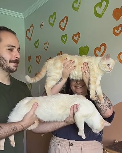 Chico é muito menor que um gato adulto.