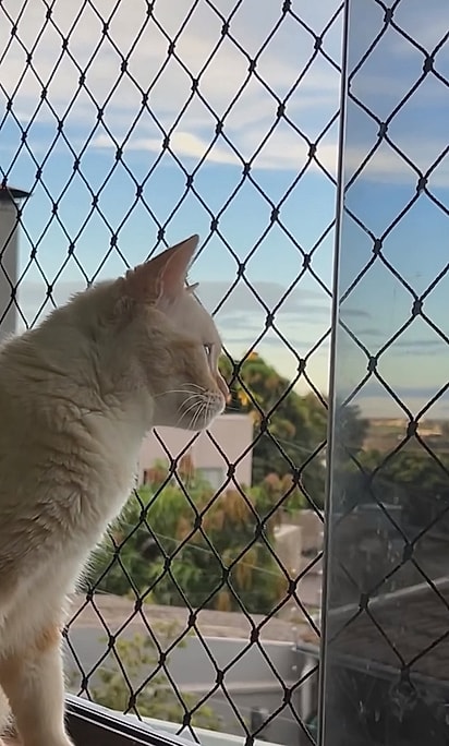 Chico ama observar o céu.