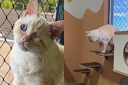 Moça adota gato com deficiência e transforma a casa para garantir qualidade de vida
