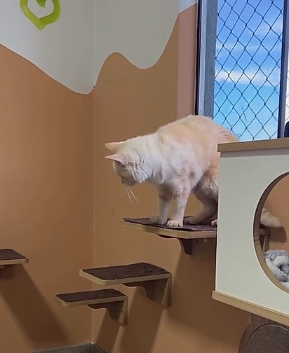 O gato tinha medo de acessar as prateleiras sozinho.