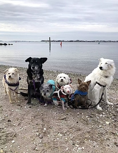 Piglet e os seus irmãos caninos.