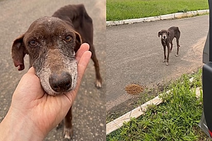Cão Tonico viu a porta do carro abrir, mas não imaginava que aquele seria seu último dia passando fome na rua