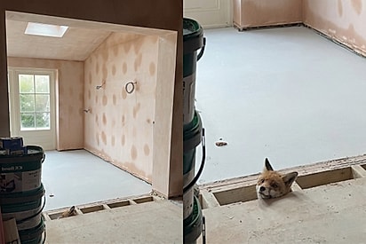 Mulher visita sua casa em reforma, escuta som estranho vindo do assoalho e então descobre vida precisando de ajuda.