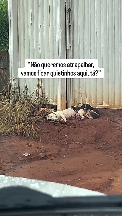 A mãe e as filhotinhas buscavam abrigo após temporal.