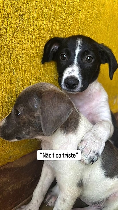 A mãe e duas filhotinhas seguem esperando por um lar.