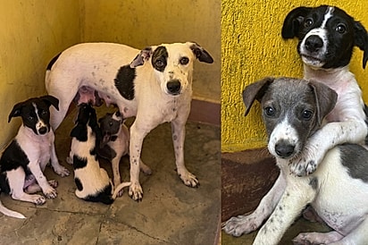“Não queremos atrapalhar, vamos ficar quietinhos”: Filhotes salvos com a mãe são devolvidos após adoção, e caso comove