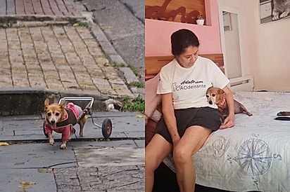 Babalu dá pulos de alegria ao andar na rua