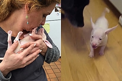 As pessoas acham que ele é um leitão: Conheça Piglet, cão cego, surdo e rosado que conquista a todos com seu carinho