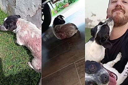 Pipoca vence o trauma, aprende a confiar e ainda dá à luz em segurança