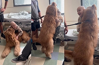 “Lambidas que curam”: Cão transforma rotina de crianças internadas com visitas cheias de amor.