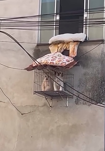 Os cães estavam usando a gaiola como varanda.