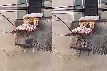 É um trinca-ferro e um coleiro: Jovem se surpreende ao flagrar 2 passarinhos inusitados em gaiola presa na parede de prédio