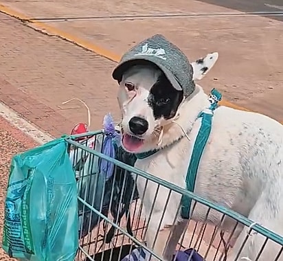 Frederico, o cachorro, usava boné.