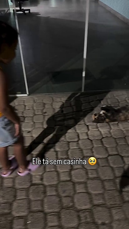 Não se sabe se de fato ele mora na rua ou é um gato com acesso à rua.