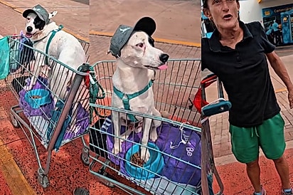 O que parecia uma cena engraçada de um cão de boné revela história que homem não imaginava: “Olha o olho dele”