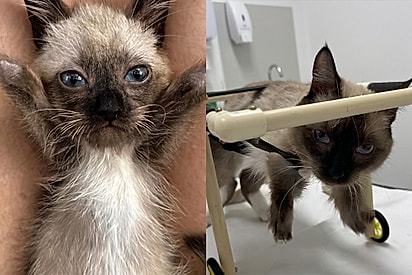 “Ninguém sabia se ele sobreviveria”: Gatinho especial desafia tudo e comove milhares.