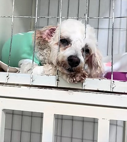 A cachorrinha estava com saudade da tutora.