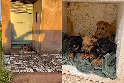 Moça encontra 4 rostinhos lindos morando em caixinha de papelão e resolve tomar atitude