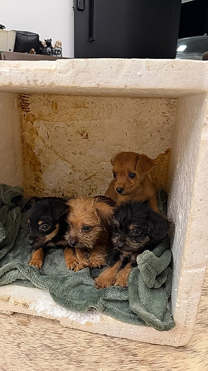 As quatro fêmeas foram resgatadas. 