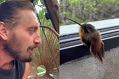 “A natureza escolheu ficar comigo”: Filhote de beija-flor cresce, encanta com sua beleza e continua visitando seu amigo