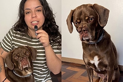 Tutora faz tour pelo seu cachorro “polêmico” e explica os detalhes que intrigaram a internet.