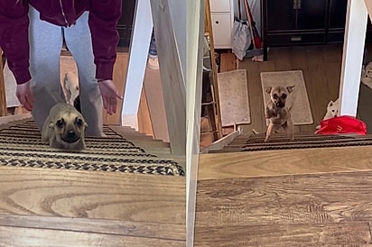 O incrível cão escalador de montanhas: Filhote rejeitado por não ser “perfeito” emociona ao subir escadas como ninguém