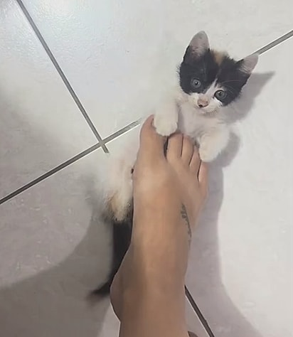 A família pretende adotar a filhote.