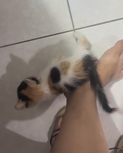 A gatinha foi levada para casa.