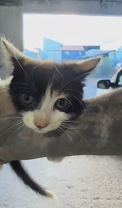 No motor do carro havia uma gatinha.