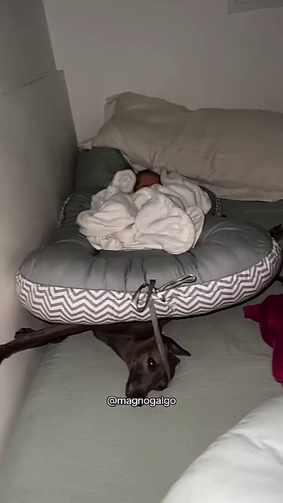 Magno se apaixonou pelo mini humano.