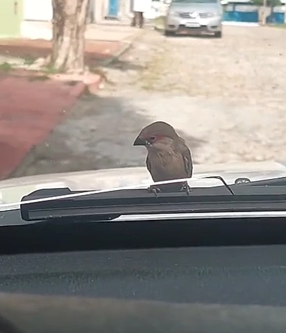 A ave estava no para-brisa do carro.