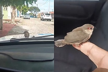 Passarinho se recusa a sair de cima de carro, e sem querer motorista ganha novo melhor amigo
