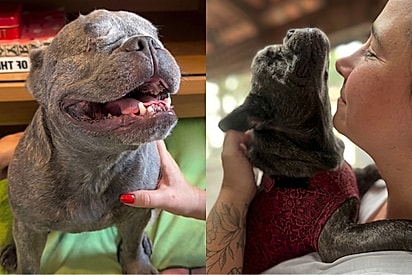 “Ela me ensinou tudo”: Cadela cega transforma rotina da família e emociona com sua superação.