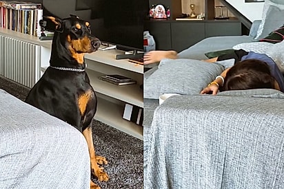 Ao perceber estranho na casa doberman impressiona por mudar de postura e se aproximar de criança