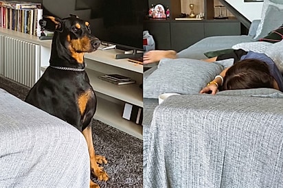 Ao perceber estranho na casa doberman impressiona por mudar de postura e se aproximar de criança
