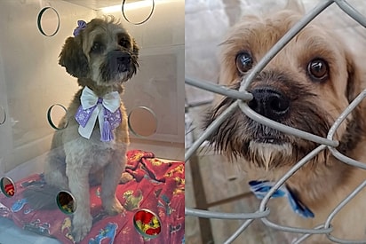 “Ela achou que ia passear…”: Dora toma banho, mas é deixada em abrigo e espera por um lar.